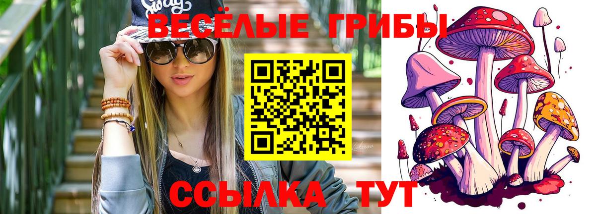 Галлюциногенные грибы Psilocybe Ачхой-Мартан